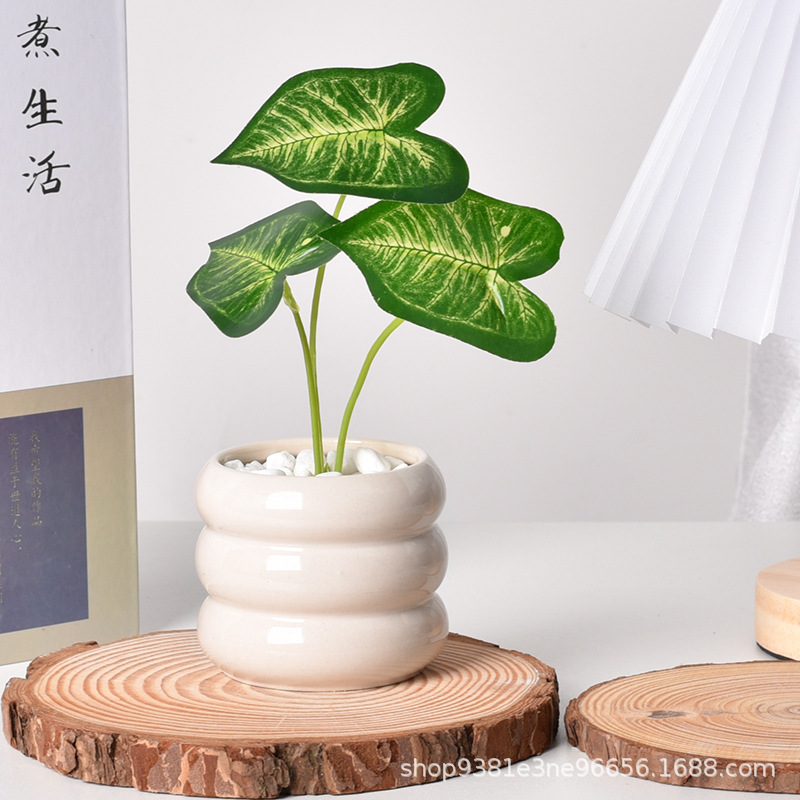 Selbstbewässernder Sukkulenten – Self Watering Planter Bewertung und Preis