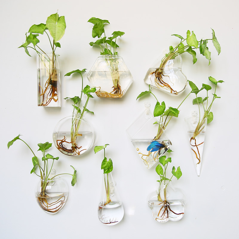 Wandbehang aus Glasterrarium – – Self Watering Planter Bewertung und Preis