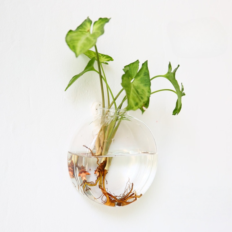 Wandbehang aus Glasterrarium – – Self Watering Planter Bewertung und Preis